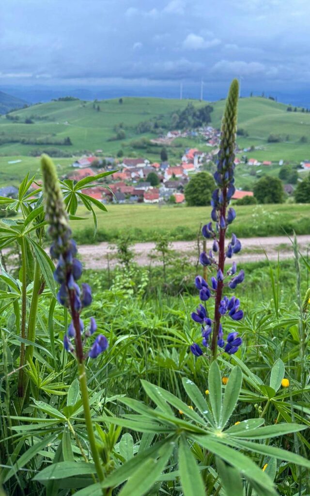 Klassenfahrt in den Südschwarzwald – Architektur, Design und Abenteuer